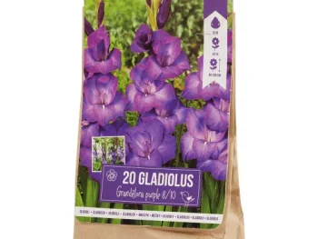 Sale Green Boots Gladiolen Bloembollen