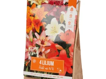 Discount Green Boots Lelie Bloembollen Rood